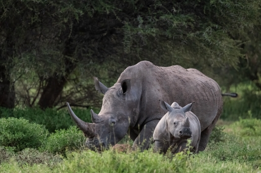 Registration of Rhinos  in Marakele National Park