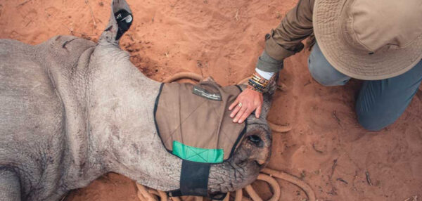 projects-rhino-conservation