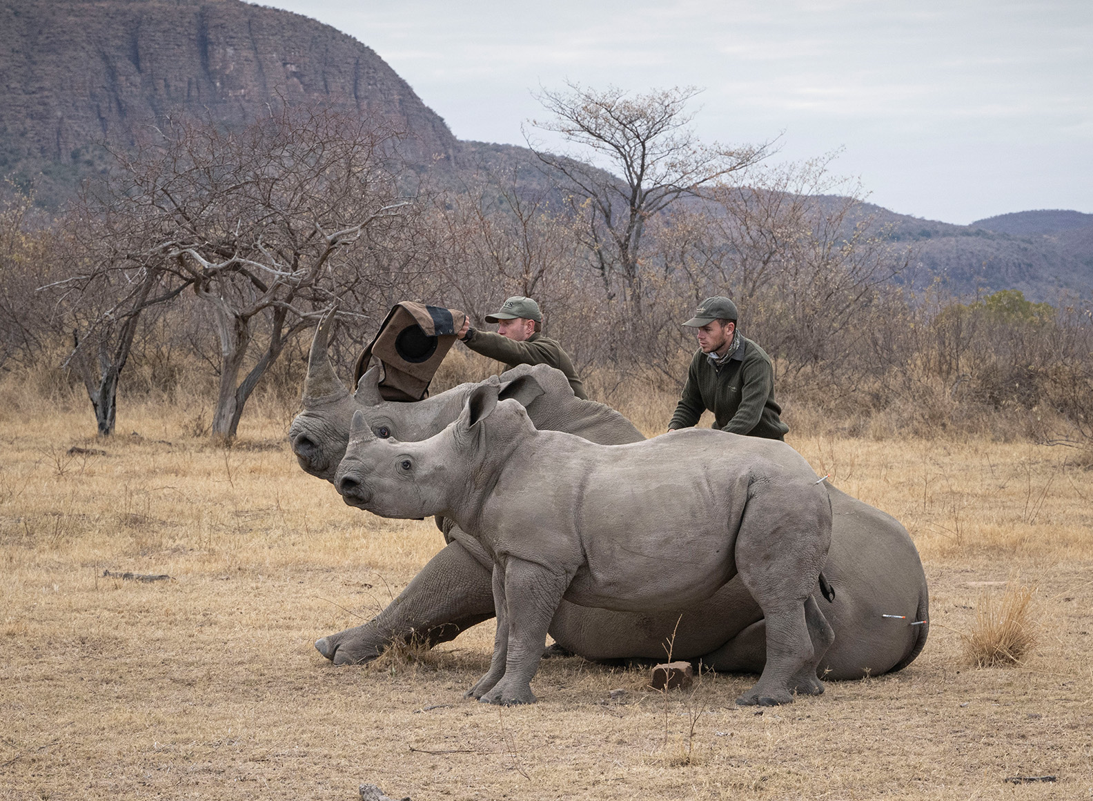 Registration of Rhinos  in Marakele National Park